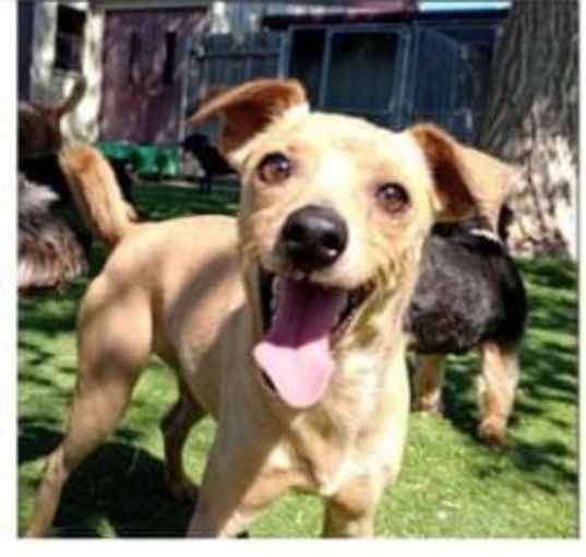 Photo of Blitzen