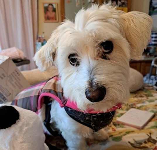 Photo of Pompey - Cutest Havanese Mix