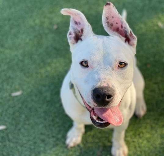 Photo of Daisy