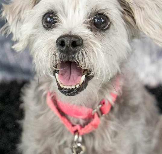 Photo of Bessie