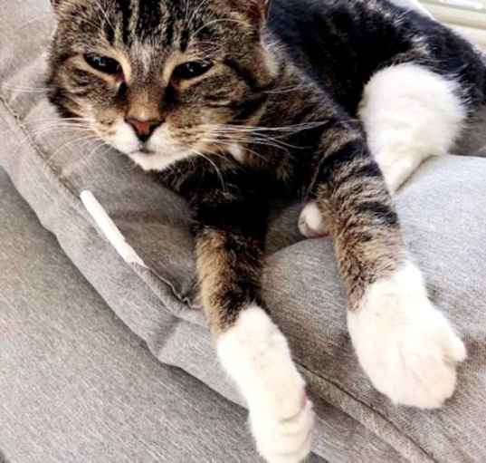 Photo of Juju
