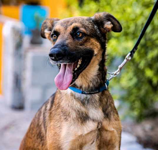 Photo of Chica