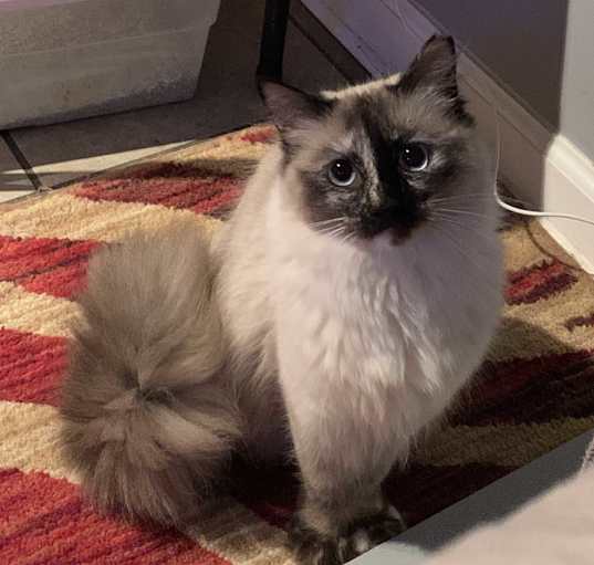 Photo of Minkee