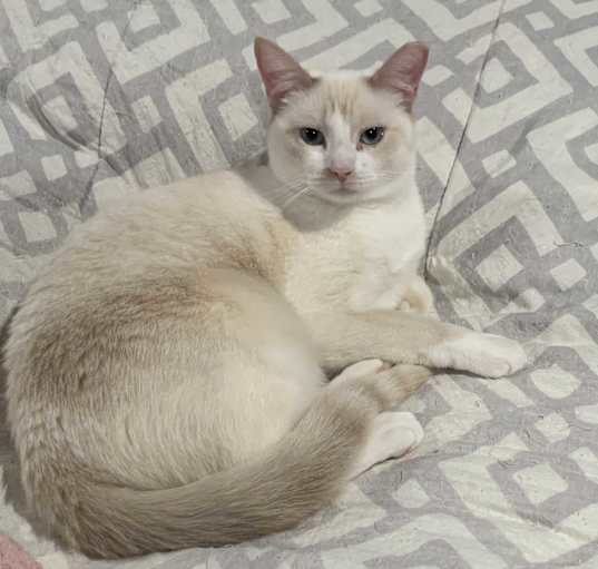 Photo of Smudgey