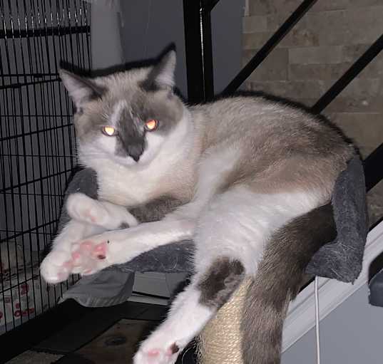 Photo of Precious