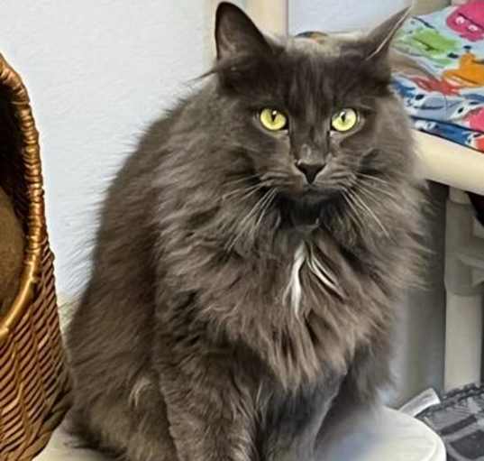 Photo of Dusty