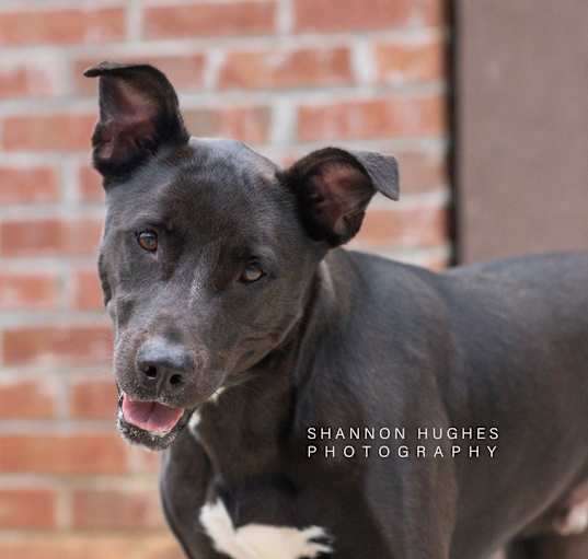 Photo of Rocky aka Ace