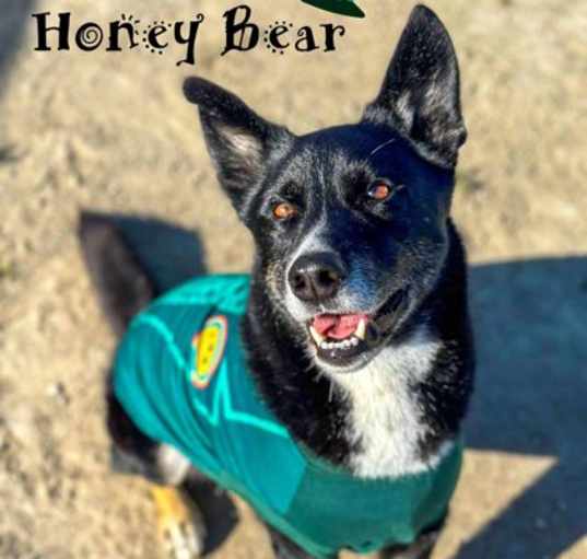 Photo of Honey Bear