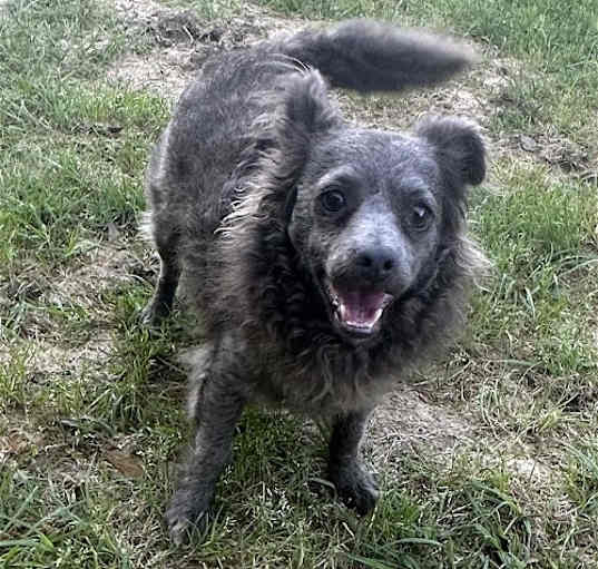 Photo of Shadow