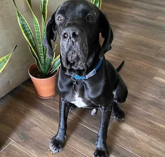 Photo of Apollo