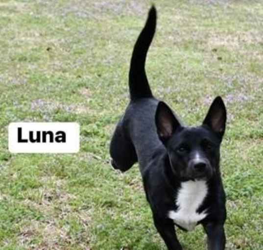 Photo of Luna