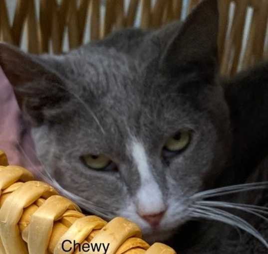 Photo of Chewy - Center