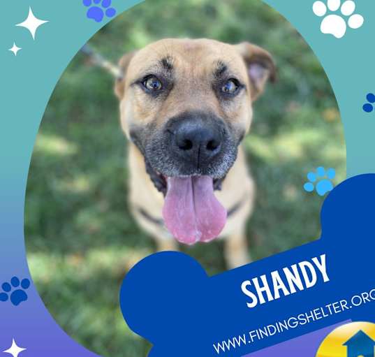 Photo of Shandy