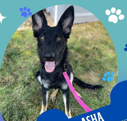 Photo of Asha