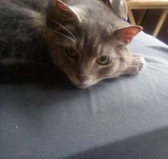 Photo of Bastet