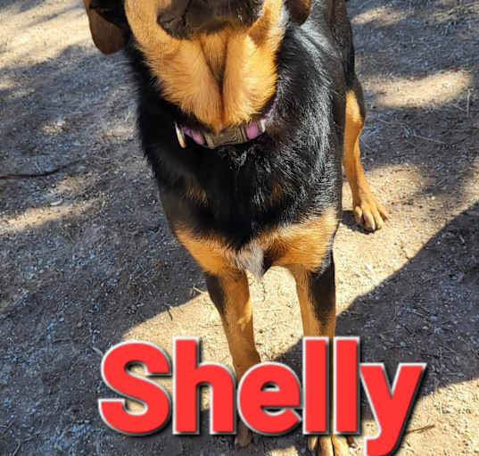 Photo of Shelly
