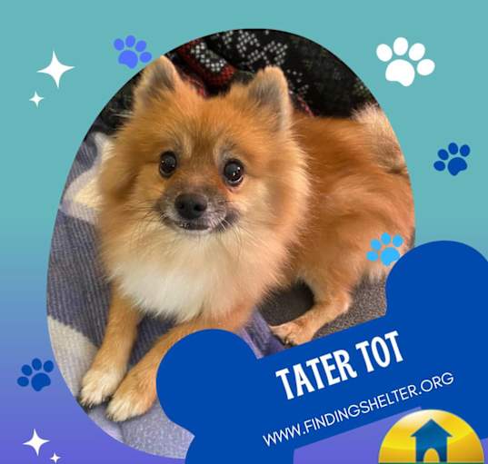 Photo of Tater Tot