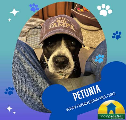 Photo of Petunia