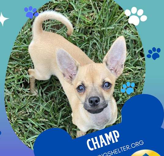Photo of Champ