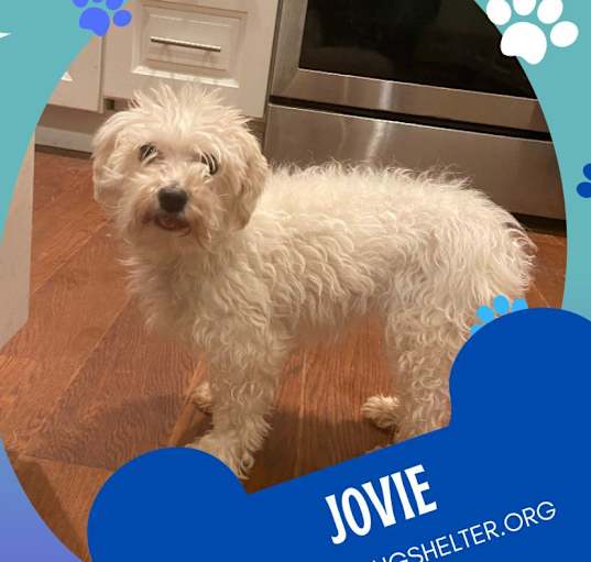 Photo of Jovie