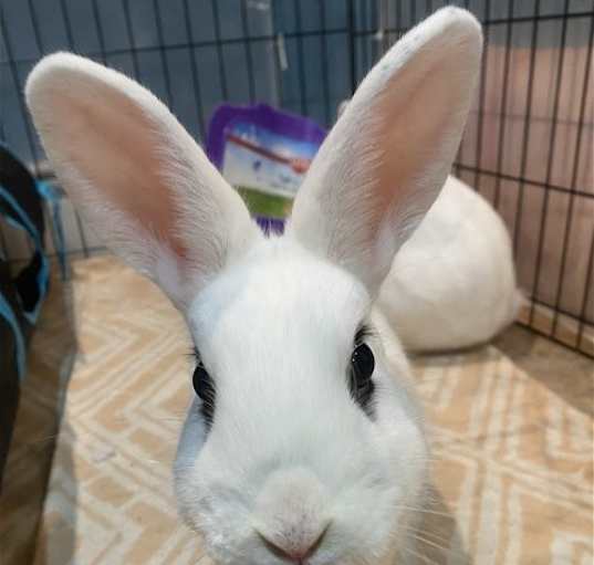 Photo of Luna's Pluto Rabbit KIT