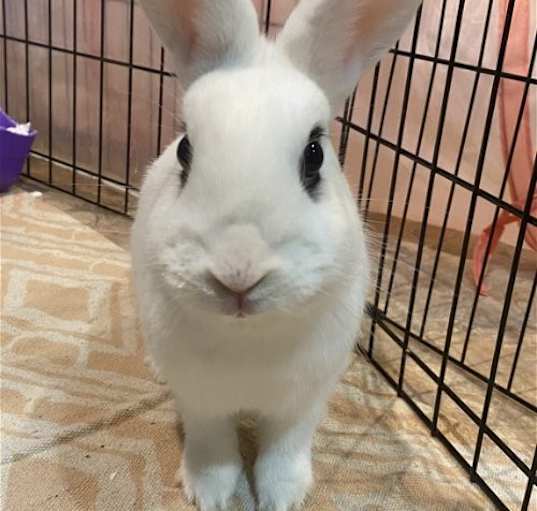 Photo of Luna's Comet Rabbit KIT