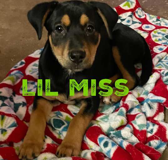 Photo of Lil Miss