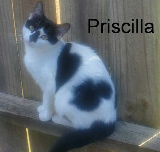 Photo of Priscilla