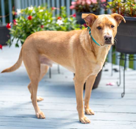 Photo of Willis