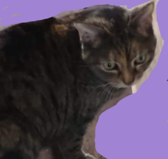 Photo of LITTLE BIT