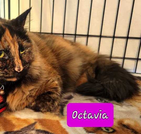 Photo of Octavia