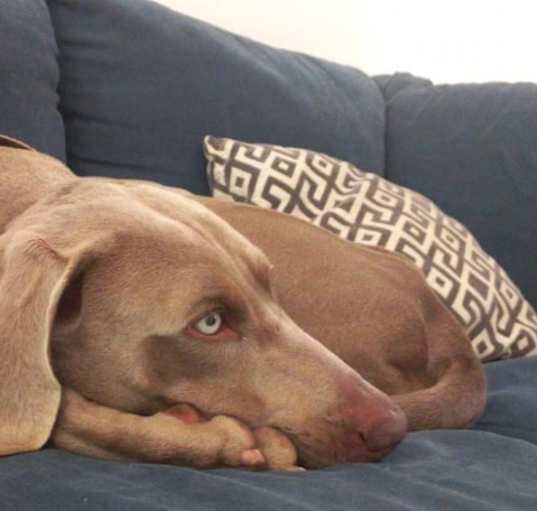 Photo of Bruno