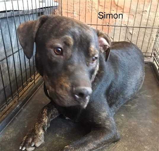 Photo of Simon