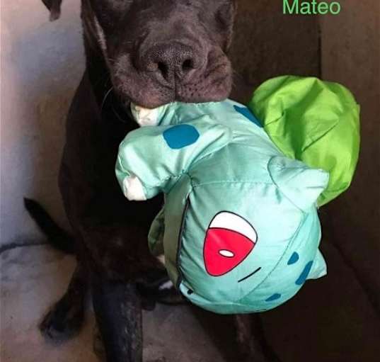 Photo of Mateo