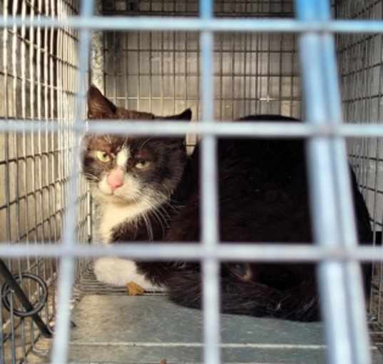 Photo of Aubrey - Barn Cat