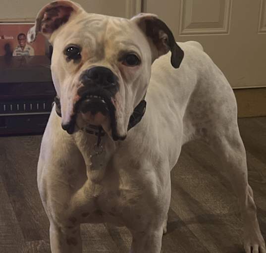 Photo of Rogue