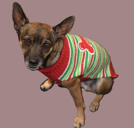 Photo of Brownie