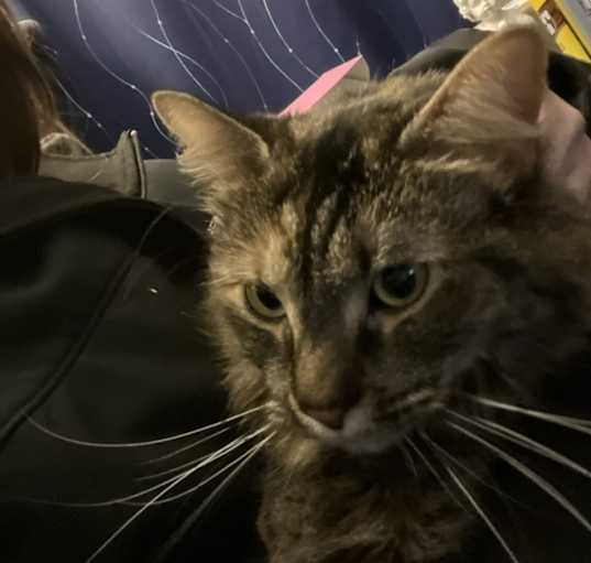 Photo of Persephone 
