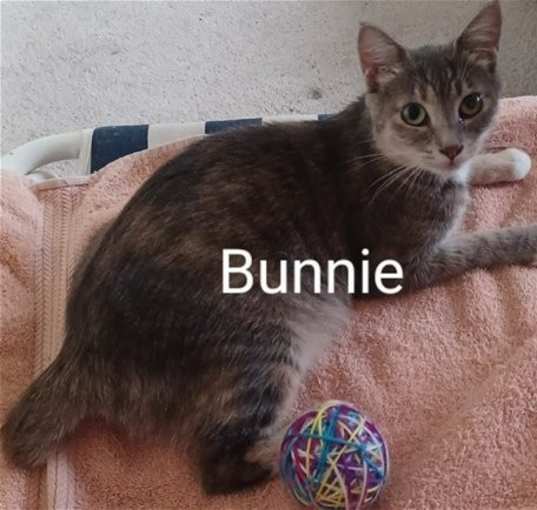 Photo of Bunnie