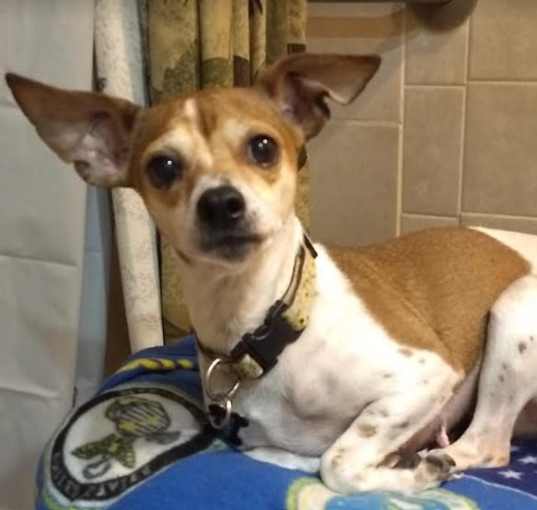 Photo of Patches