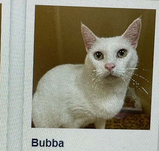 Photo of Bubba