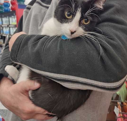 Photo of Mr. Pickles (Greenwood)