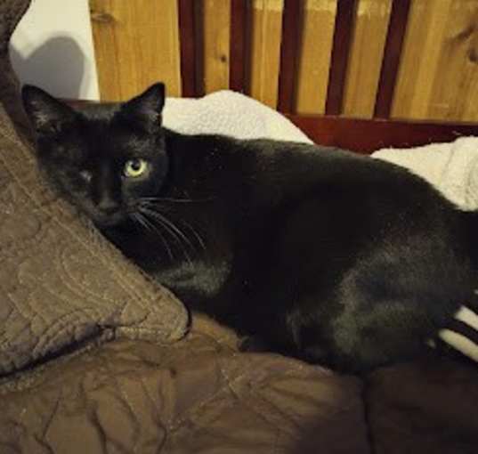 Photo of Ebony