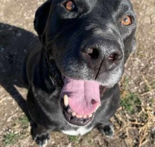Photo of Leo (Lab)
