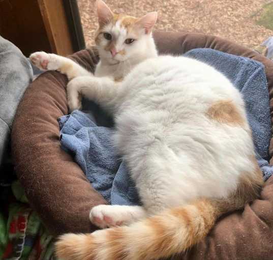 Photo of Gizmo