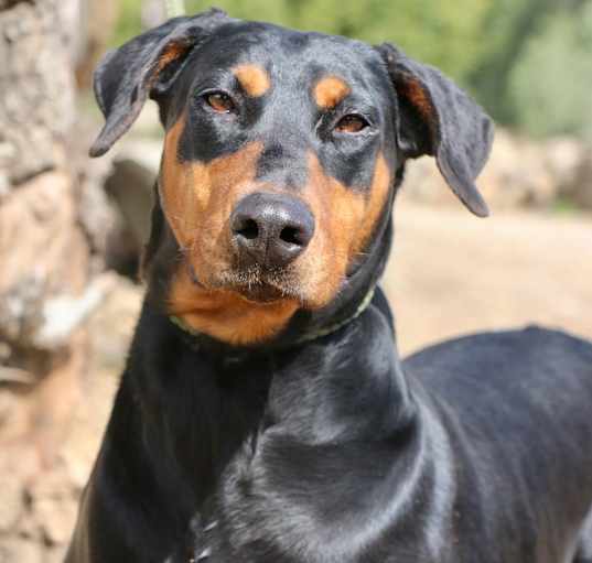 Photo of Daisy