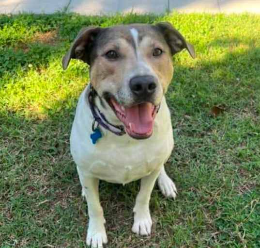 Photo of Dodger