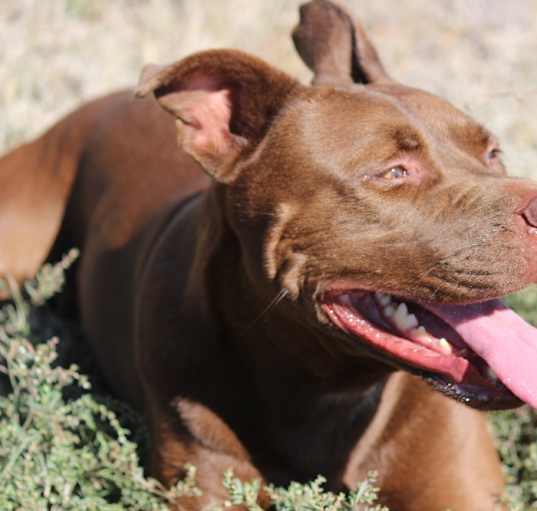 Photo of Atticus