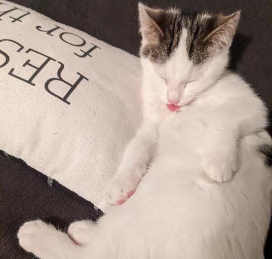 Photo of Demi and bonded kitten Fabio