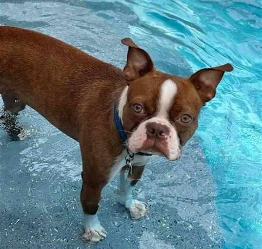 Photo of Buster